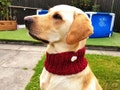 Handknit scarf for dogs, made to order