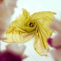 Indian Vintage Dupatta Lemon Green Long Stole Printed Woven Pure Cotton Scarves Veil Golden Zari Soft Stripes Design